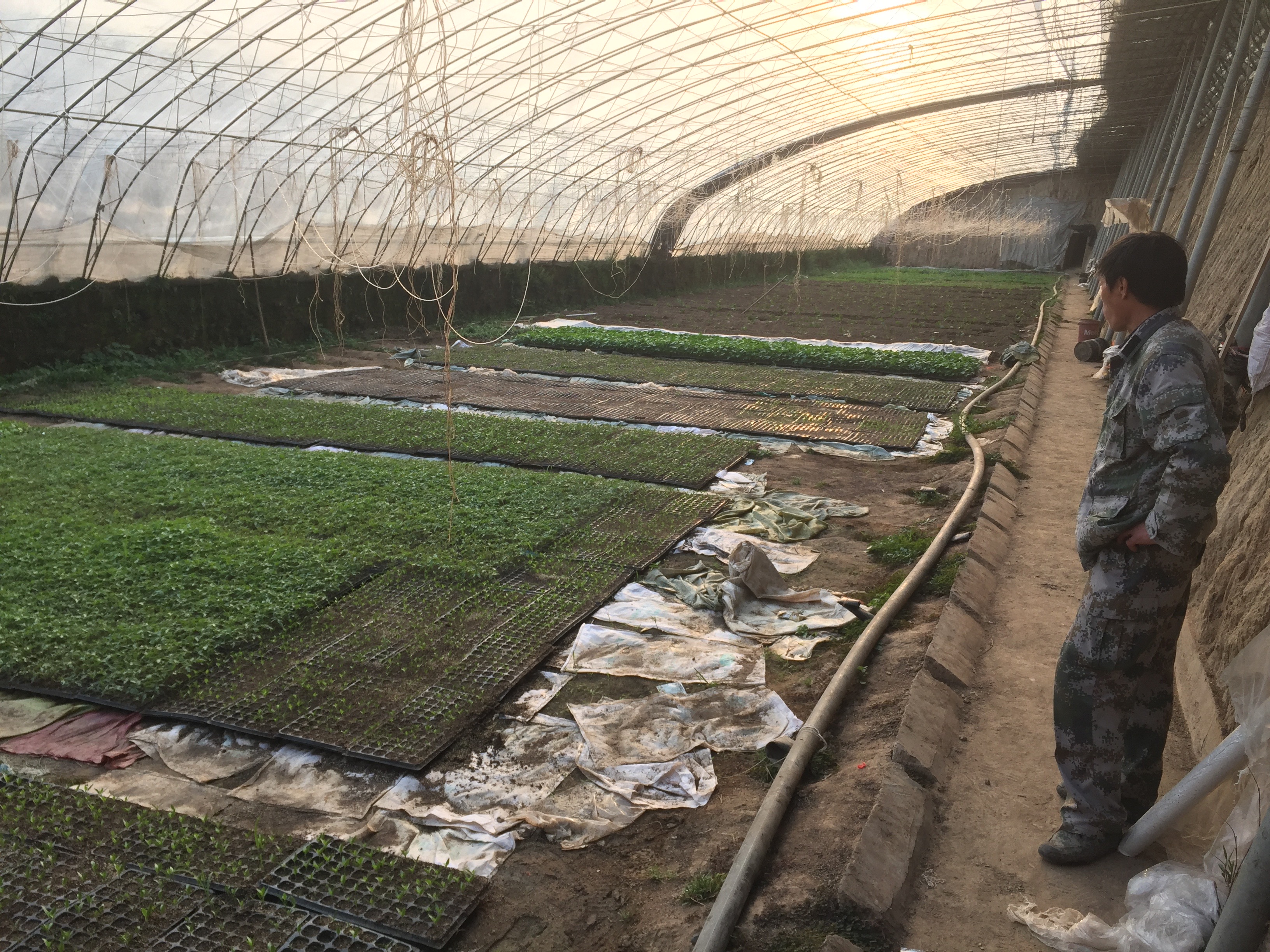 Vegetable production in a greenhouse